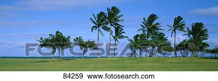 Palm Trees Oahu HI View Large Photo Image Stock Photo - Palm Trees Oahu HI. Fotosearch