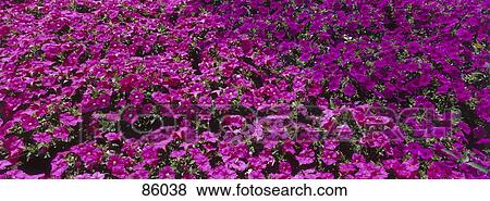 Petunia Bed Ontario Canada View Large Photo Image Stock Photo - Petunia Bed Ontario Canada. Fotosearch