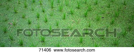 Stock Photograph - Rice Paddy Hong Kong. Fotosearch