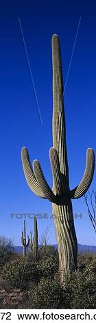 Stock Image - Saguaro Cactus AZ. Fotosearch