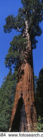 Picture - Sequoia National Park CA. Fotosearch