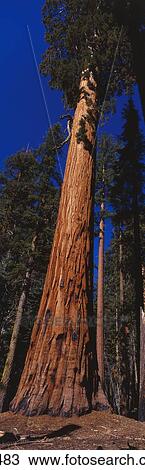 Sequoia National Park CA View Large Photo Image Stock Image - Sequoia National Park CA. Fotosearch