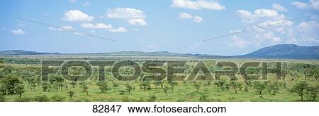 Stock Photo - Serengeti Plains Tanzania Africa. Fotosearch