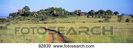 Stock Photo - Simba Kopjes and Road Serengeti Tanzania Africa. Fotosearch