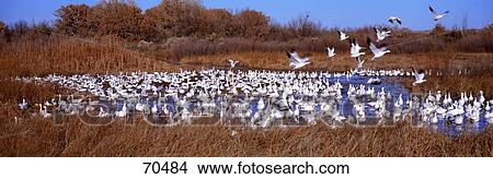 Picture - Snow Geese Bosque Del Apache NM USA. Fotosearch