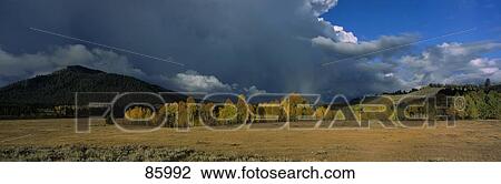 Storm Clouds and Aspens Grand Teton National Park WY View Large Photo Image Stock Image - Storm Clouds and Aspens Grand Teton National Park WY. Fotosearch