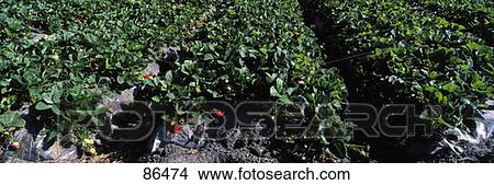 Picture - Strawberry Crop CA. Fotosearch