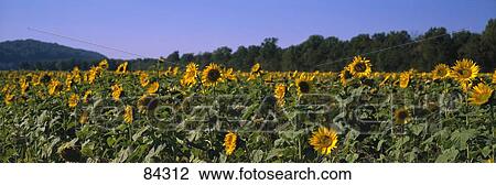 Sunflowers Shawnee National Forest IL View Large Photo Image Stock Image - Sunflowers Shawnee National Forest IL. Fotosearch