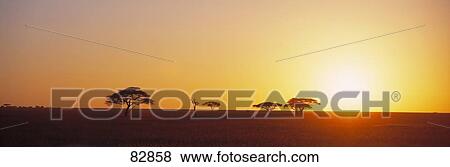 Stock Photo - Sunrise Serengeti Tanzania Africa. Fotosearch
