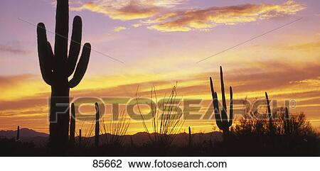Sunset Saguaro Cactus Saguaro National Park AZ View Large Photo Image Stock Image - Sunset Saguaro Cactus Saguaro National Park AZ. Fotosearch