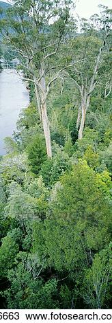 Stock Image - Tahune Forest Reserve Tasmania Australia. Fotosearch
