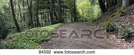 Trail Great Smoky Mtns National Park TN View Large Photo Image Stock Image - Trail Great Smoky Mtns National Park TN. Fotosearch