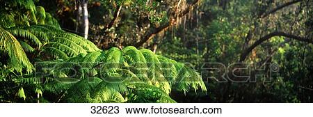 Stock Image - Tree Fern Ohio Forest Hawaii Volcanos National Park Big Island Hawaii HI. Fotosearch