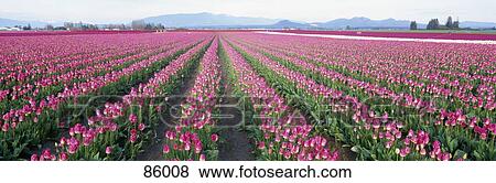 Tulip Fields Skagit County WA View Large Photo Image Stock Photo - Tulip Fields Skagit County WA . Fotosearch