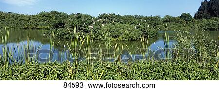 Venice Area Audubon Rookery FL View Large Photo Image Stock Image - Venice Area Audubon Rookery FL. Fotosearch