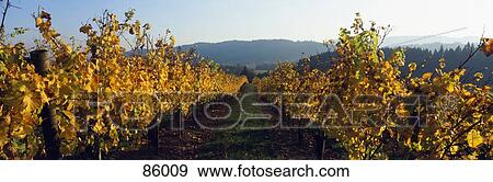 Vineyard Tualatin Valley OR View Large Photo Image Stock Photo - Vineyard Tualatin Valley OR. Fotosearch