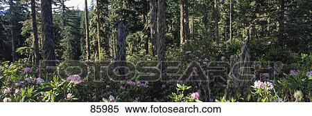 Stock Photography - Wild Rhododendrons Mount Hood National Forest OR. Fotosearch
