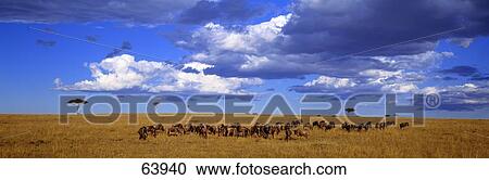 Wildebeest Maasai Mara Kenya View Large Photo Image Stock Image - Wildebeest Maasai Mara Kenya. Fotosearch