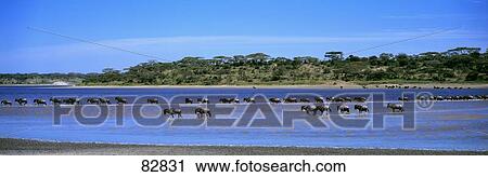 Stock Image - Wildebeests Crossing Lake Ndutu Ndutu Tanzania Africa. Fotosearch
