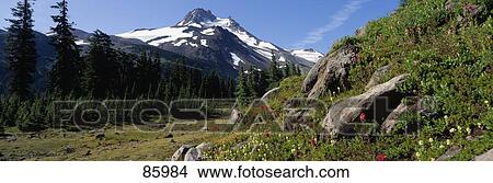 Wildflowers Mount Jefferson Wilderness OR View Large Photo Image Picture - Wildflowers Mount Jefferson Wilderness OR. Fotosearch