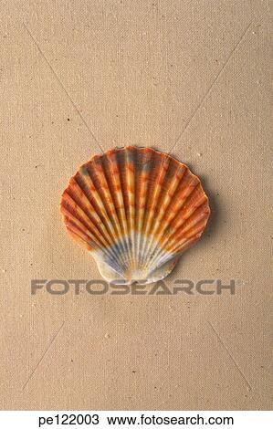 View Large Photo Image Stock Image - . Fotosearch