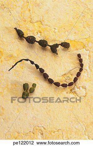 Stock Image - . Fotosearch
