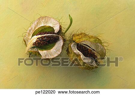 Stock Image - . Fotosearch