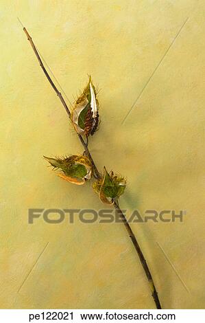 View Large Photo Image Stock Image - . Fotosearch
