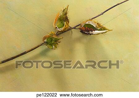 Stock Image - . Fotosearch