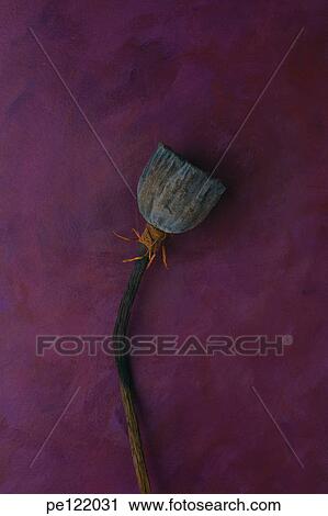 Stock Image - . Fotosearch