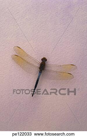 Stock Image - . Fotosearch