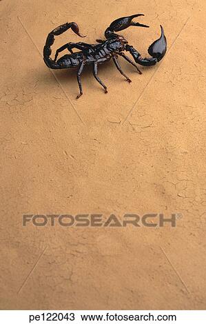 Stock Image - . Fotosearch