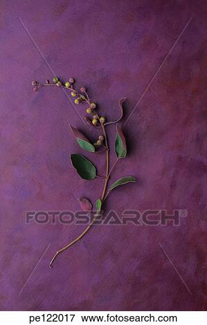 Stock Photo - . Fotosearch