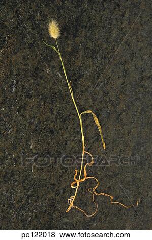 Stock Photo - . Fotosearch