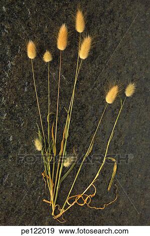 Stock Photo - . Fotosearch