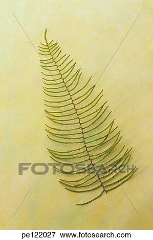 Stock Photo - . Fotosearch