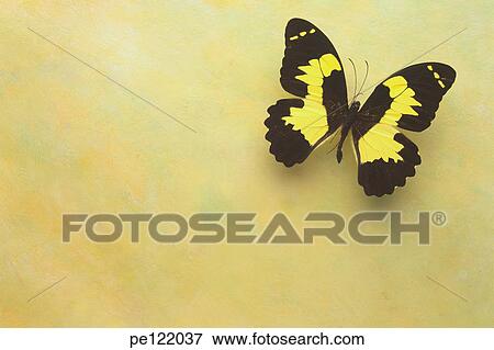Stock Photo - . Fotosearch