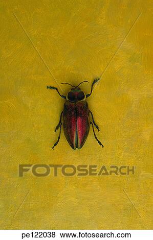 View Large Photo Image Stock Photo - . Fotosearch