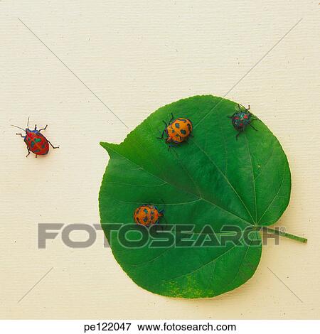 Stock Photo - . Fotosearch