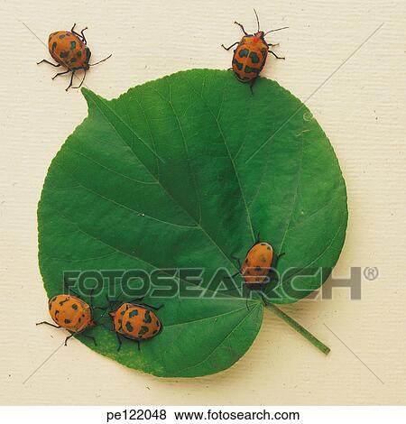 View Large Photo Image Stock Photo - . Fotosearch