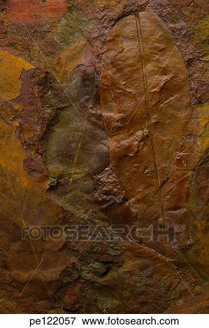 Stock Photo - . Fotosearch