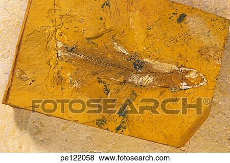 Stock Photo - . Fotosearch