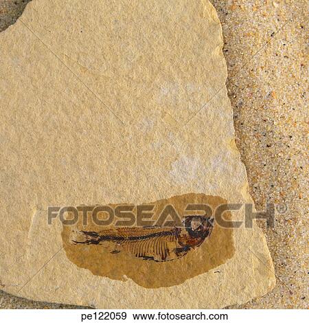 Stock Photo - . Fotosearch