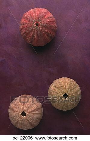 Stock Photograph - . Fotosearch
