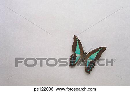 Stock Photograph - . Fotosearch