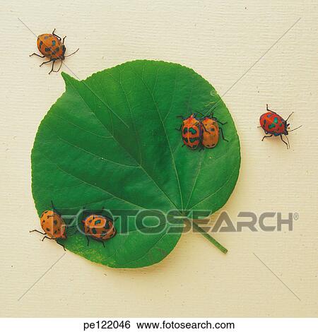 Stock Photograph - . Fotosearch