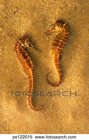 View Large Photo Image Stock Photography - . Fotosearch
