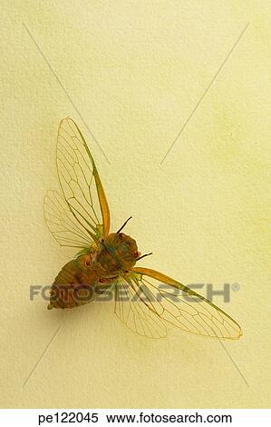 Stock Photography - . Fotosearch