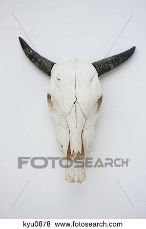 Close-up of a cow skull mounted on the wall View Large Photo Image Stock Photo - Close-up of a cow skull mounted on the wall. Fotosearch