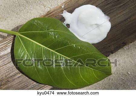 Close-up of a leaf with moisturizer on a wooden tray View Large Photo Image Picture - Close-up of a leaf with moisturizer on a wooden tray. Fotosearch